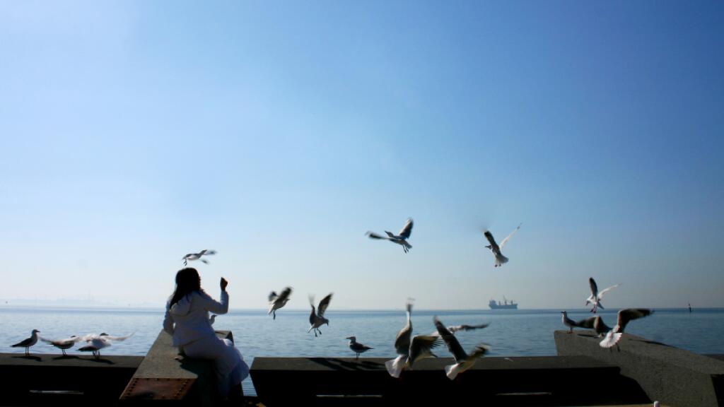 Feeding the Birds Along the Geelong Foreshore