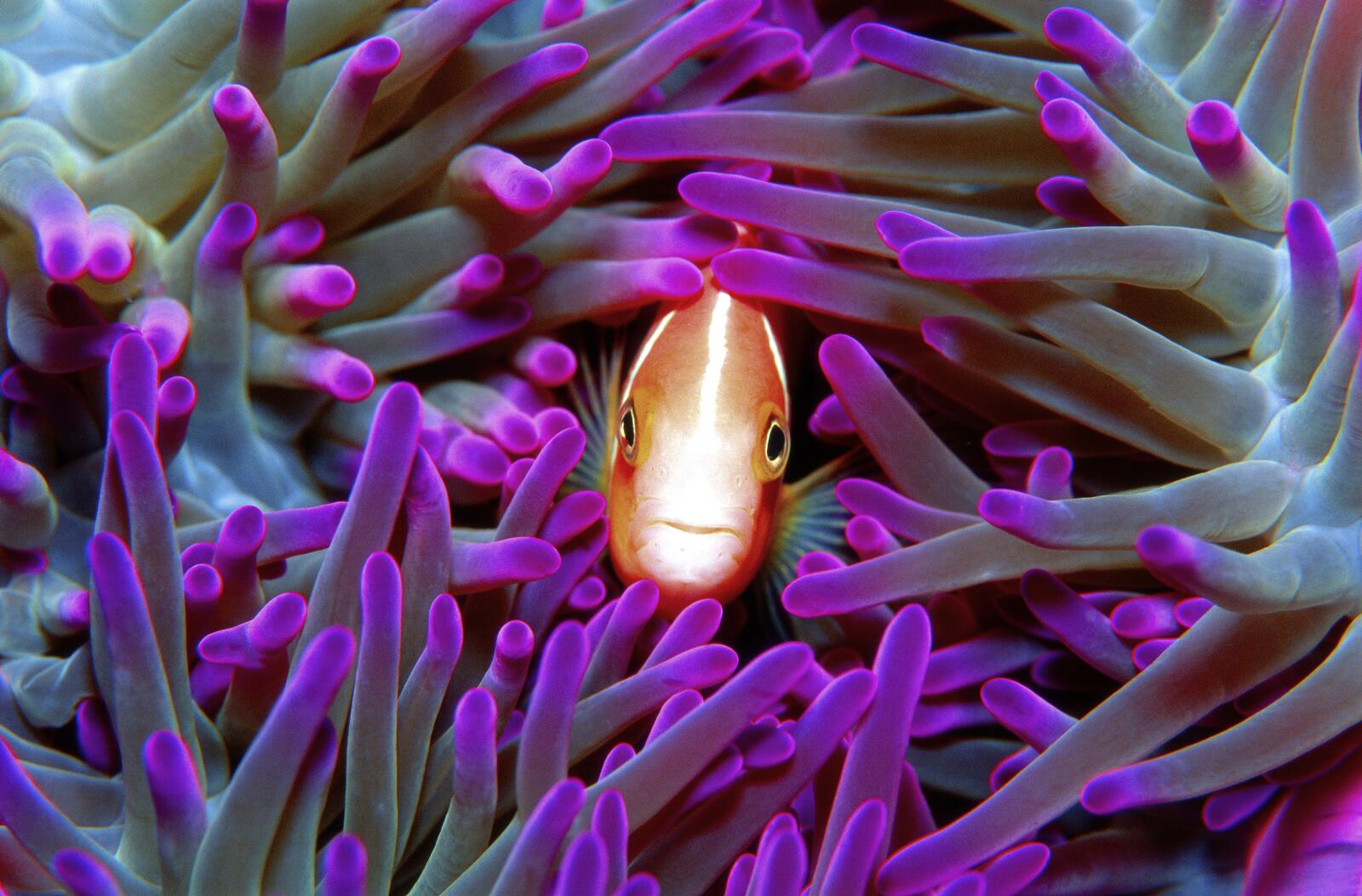 Great Barrier Reef Adventure