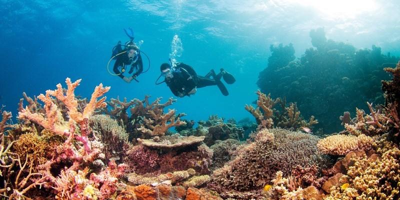 Diving in the Whitsundays